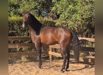 Lusitano, Ogier, 3 lat, 165 cm, Kasztanowata