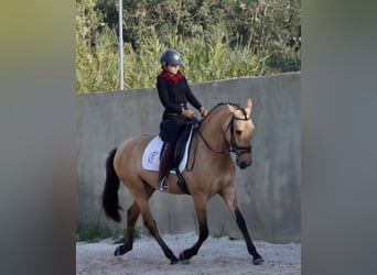 Lusitano, Ogier, 3 lat, 166 cm, Bułana