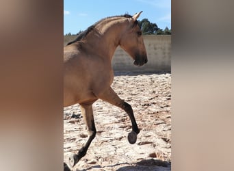 Lusitano, Ogier, 3 lat, 166 cm, Bułana