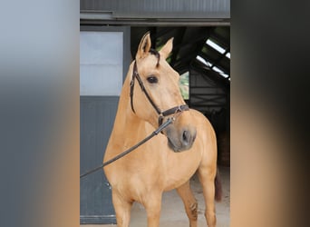 Lusitano, Ogier, 3 lat, 166 cm, Bułana