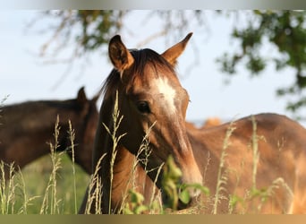 Lusitano, Ogier, 3 lat, 168 cm, Siwa