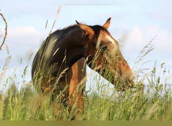 Lusitano, Ogier, 3 lat, 168 cm, Siwa