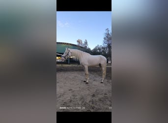 Lusitano, Ogier, 3 lat, 170 cm, Izabelowata