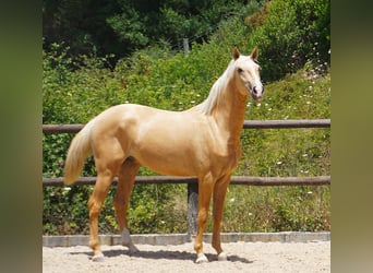 Lusitano, Ogier, 3 lat, 170 cm, Izabelowata