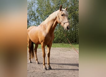Lusitano Mix, Ogier, 3 lat, Perłowa