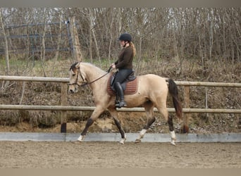 Lusitano, Ogier, 4 lat, 153 cm, Jelenia