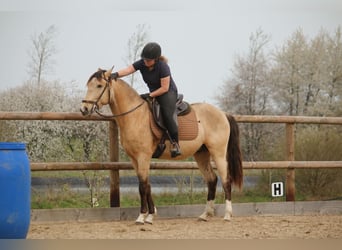 Lusitano, Ogier, 4 lat, 153 cm, Jelenia