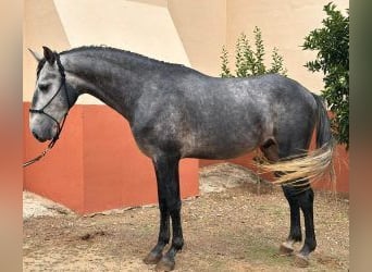 Lusitano Mix, Ogier, 4 lat, 156 cm, Siwa