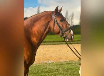 Lusitano, Ogier, 4 lat, 157 cm, Kasztanowata