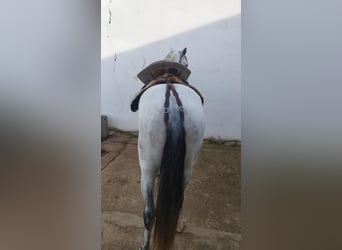 Lusitano, Ogier, 4 lat, 158 cm, Siwa