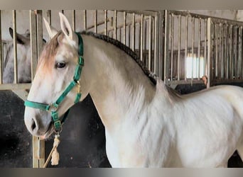 Lusitano, Ogier, 4 lat, 158 cm, Siwa