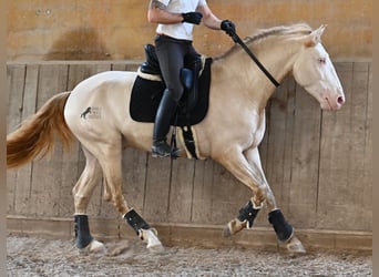 Lusitano, Ogier, 4 lat, 159 cm