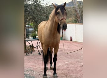 Lusitano, Ogier, 4 lat, 160 cm, Jelenia