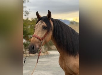 Lusitano, Ogier, 4 lat, 160 cm, Jelenia