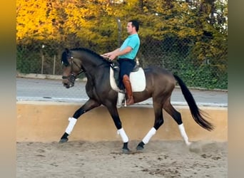 Lusitano, Ogier, 4 lat, 160 cm, Jelenia