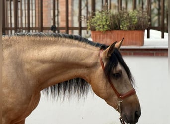 Lusitano, Ogier, 4 lat, 160 cm, Jelenia