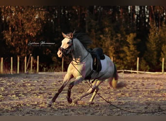 Lusitano, Ogier, 4 lat, 160 cm, Siwa