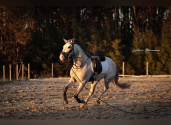 Lusitano, Ogier, 4 lat, 160 cm, Siwa