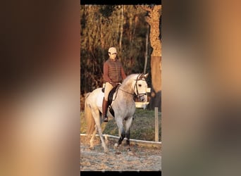 Lusitano, Ogier, 4 lat, 160 cm, Siwa