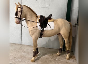Lusitano Mix, Ogier, 4 lat, 162 cm, Cremello