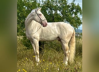 Lusitano, Ogier, 4 lat, 162 cm, Cremello