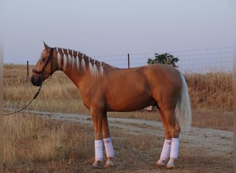 Lusitano, Ogier, 4 lat, 162 cm, Izabelowata