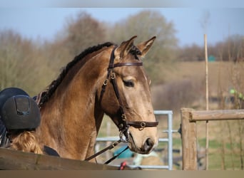 Lusitano, Ogier, 4 lat, 162 cm, Jelenia