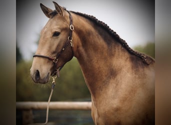 Lusitano, Ogier, 4 lat, 162 cm, Jelenia