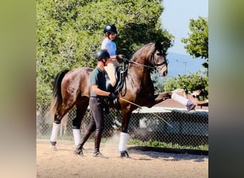Lusitano, Ogier, 4 lat, 162 cm, Siwa jabłkowita