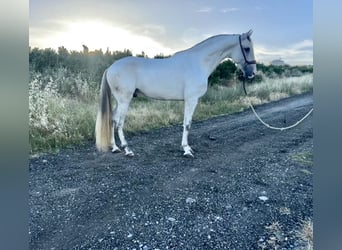 Lusitano, Ogier, 4 lat, 162 cm, Siwa