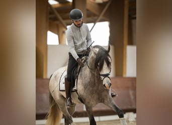 Lusitano, Ogier, 4 lat, 162 cm, Siwa