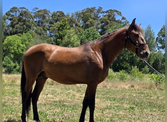 Lusitano, Ogier, 4 lat, 163 cm, Ciemnogniada