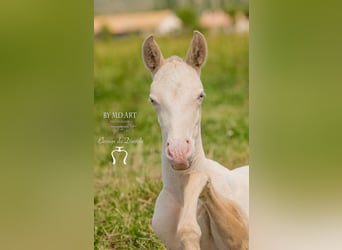Lusitano, Ogier, 4 lat, 163 cm, Cremello