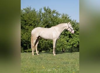 Lusitano, Ogier, 4 lat, 163 cm, Cremello
