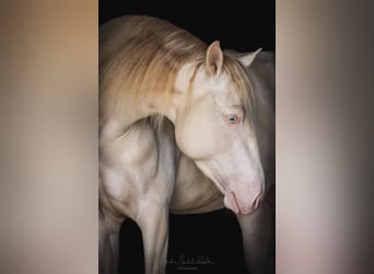 Lusitano, Ogier, 4 lat, 163 cm, Cremello