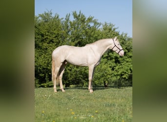 Lusitano, Ogier, 4 lat, 163 cm, Cremello