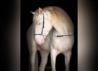 Lusitano, Ogier, 4 lat, 163 cm, Cremello