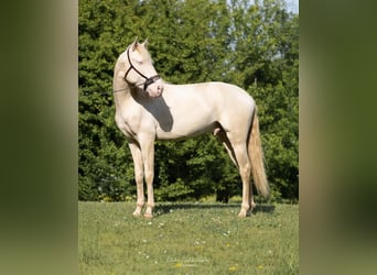 Lusitano, Ogier, 4 lat, 163 cm, Cremello