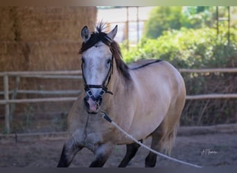 Lusitano, Ogier, 4 lat, 163 cm, Formy Brown Falb