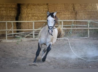 Lusitano, Ogier, 4 lat, 163 cm, Formy Brown Falb