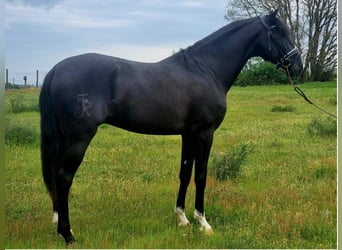 Lusitano, Ogier, 4 lat, 163 cm, Kara