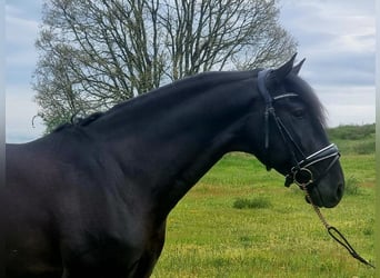 Lusitano, Ogier, 4 lat, 163 cm, Kara