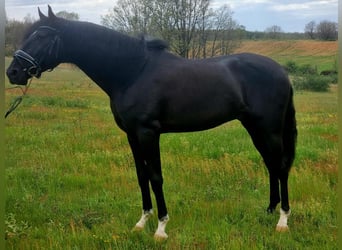 Lusitano, Ogier, 4 lat, 163 cm, Kara