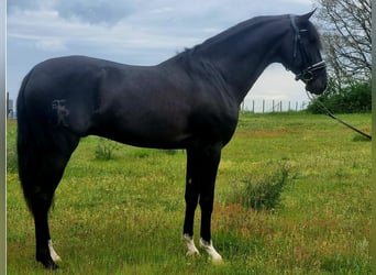 Lusitano, Ogier, 4 lat, 163 cm, Kara
