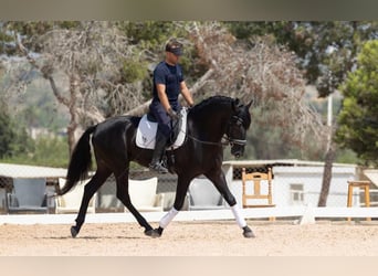 Lusitano, Ogier, 4 lat, 163 cm, Kara