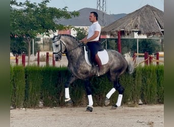 Lusitano, Ogier, 4 lat, 163 cm, Siwa jabłkowita