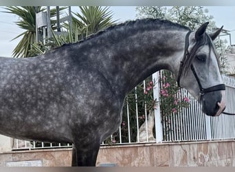 Lusitano, Ogier, 4 lat, 163 cm, Siwa jabłkowita