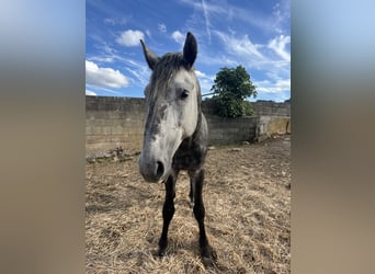 Lusitano, Ogier, 4 lat, 163 cm, Siwa jabłkowita