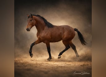 Lusitano, Ogier, 4 lat, 164 cm, Gniada