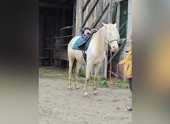 Lusitano, Ogier, 4 lat, 165 cm, Perlino